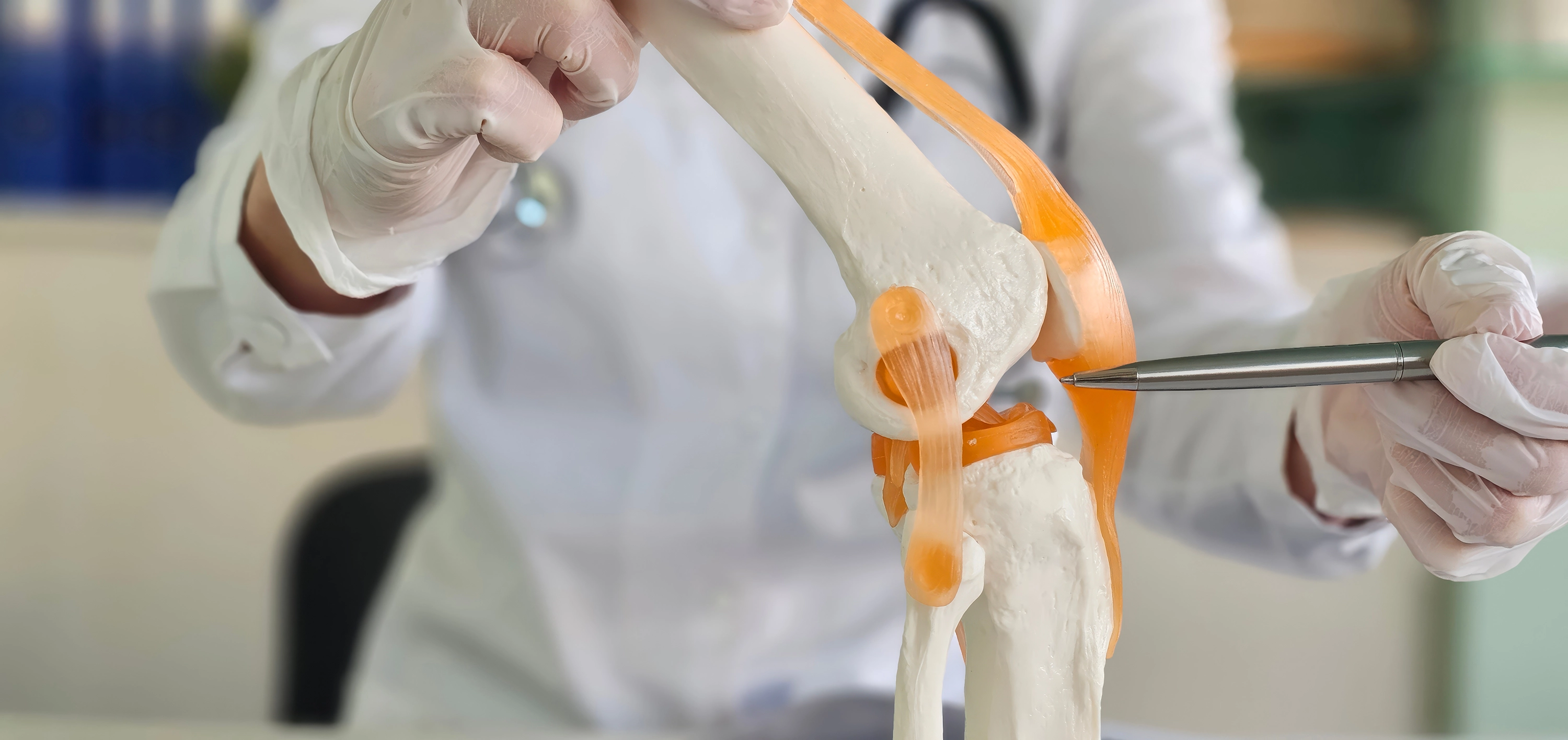 Mod&egrave;le anatomique du genou pr&eacute;sent&eacute; par un professionnel de sant&eacute;.